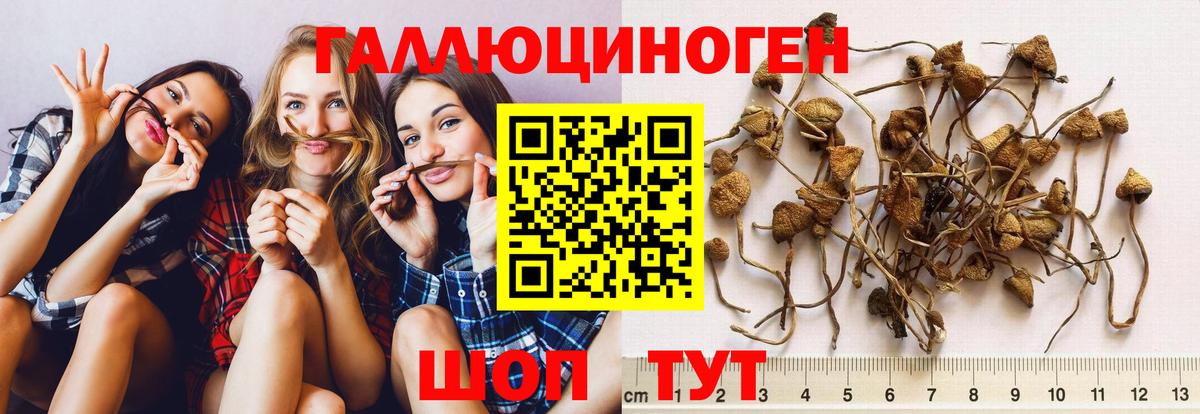 Псилоцибиновые грибы Cubensis Бахчисарай